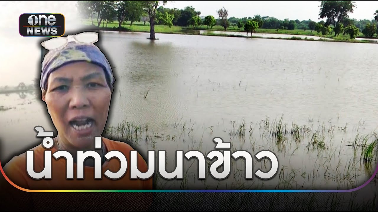 ชาวนาจี้รัฐบาลช่วยเหลือ หลังน้ำท่วมนาข้าว | ข่าวเย็นช่องวัน | สำนักข่าววันนิวส์