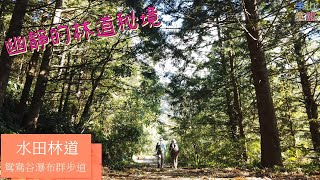 [新竹尖石] 水田林道全線-鴛鴦谷瀑布群步道 Shuitian Forest ... 
