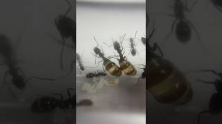 Comment Vont Mes Fourmis Pots De Miel ? Partie 1