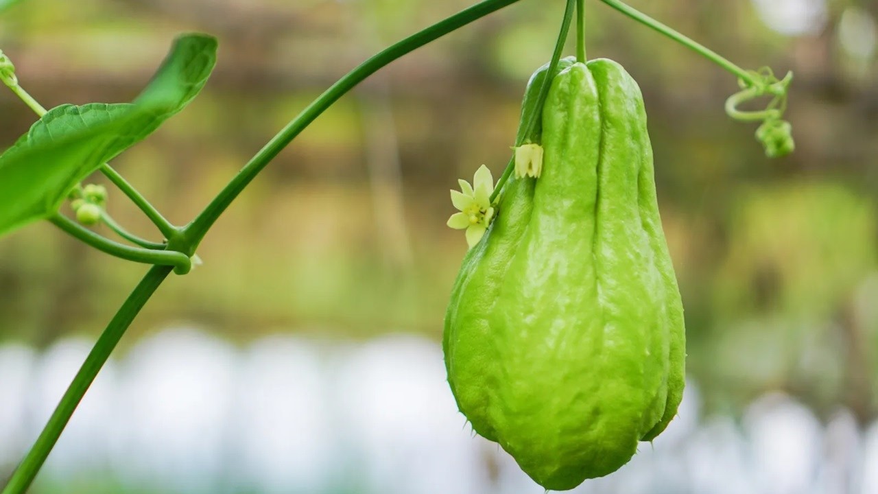 10 VERDURAS Raras que crecen en Estados Unidos y que probablemente nunca hayas oído hablar
