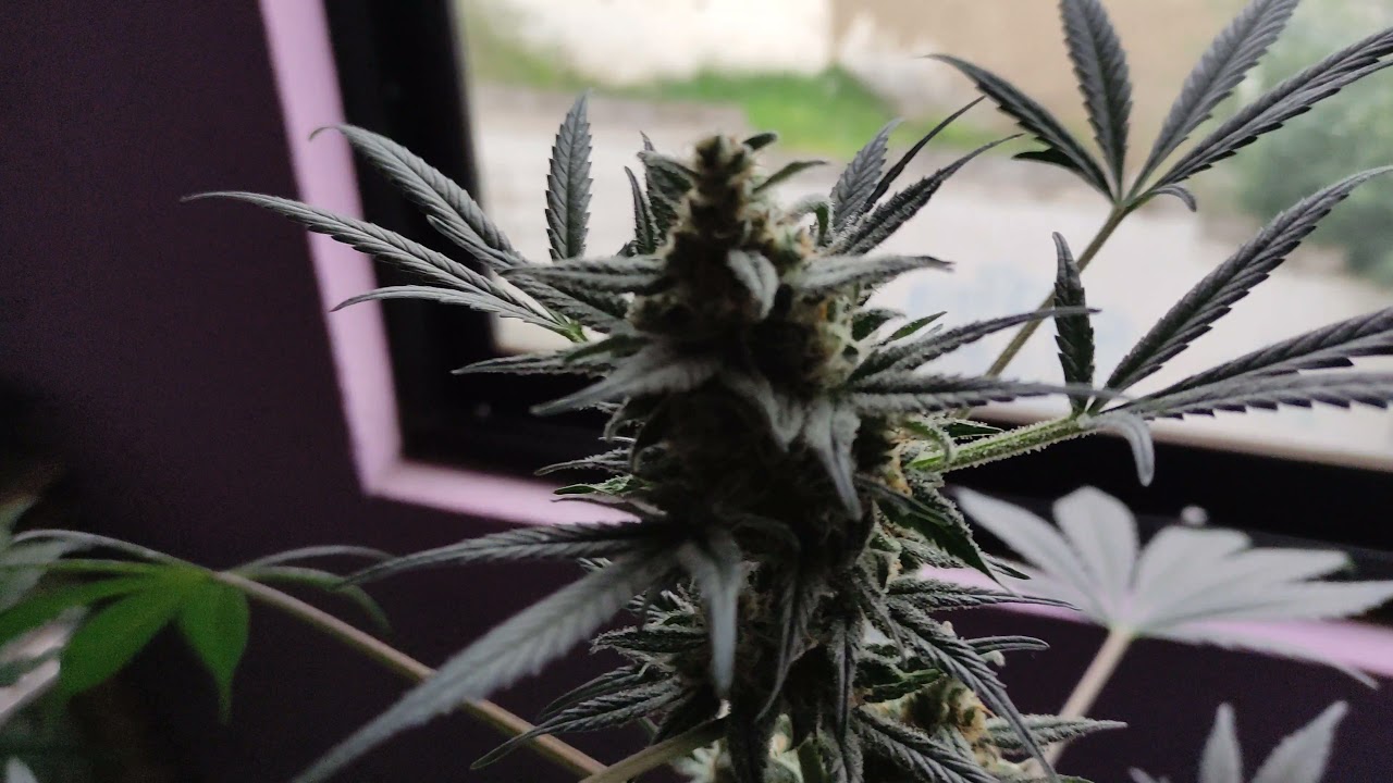 deimos y critical mass día de cosecha