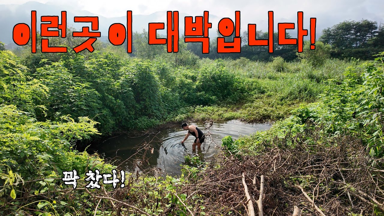 농수로에 있던 물고기들이 모두 모이는 곳! 이런 곳이 대박이죠!