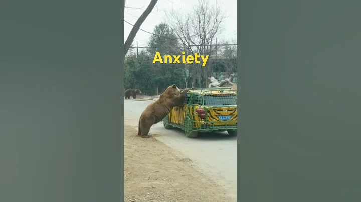 Grizzly Bear Encounter Terrorizes Family #grizzlies #shorts thumbnail