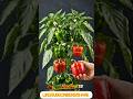 How Bell Peppers Grow 🌱🫑 | Satisfying Time Lapse