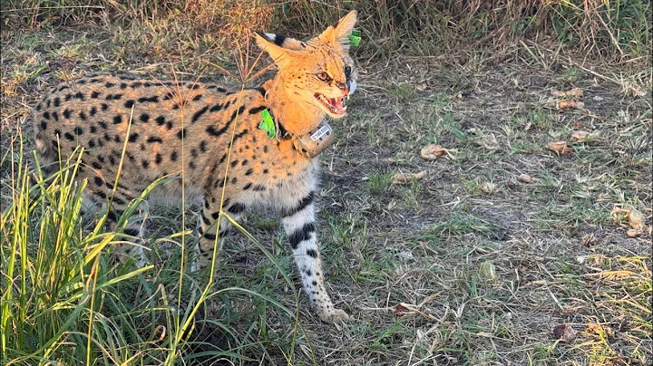 Video 10383451: serval rescued, serval wildlife