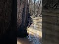 Arkansas public land green timber duck hunting