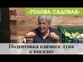 Голова садовая - Подготовка озимого лука к посадке