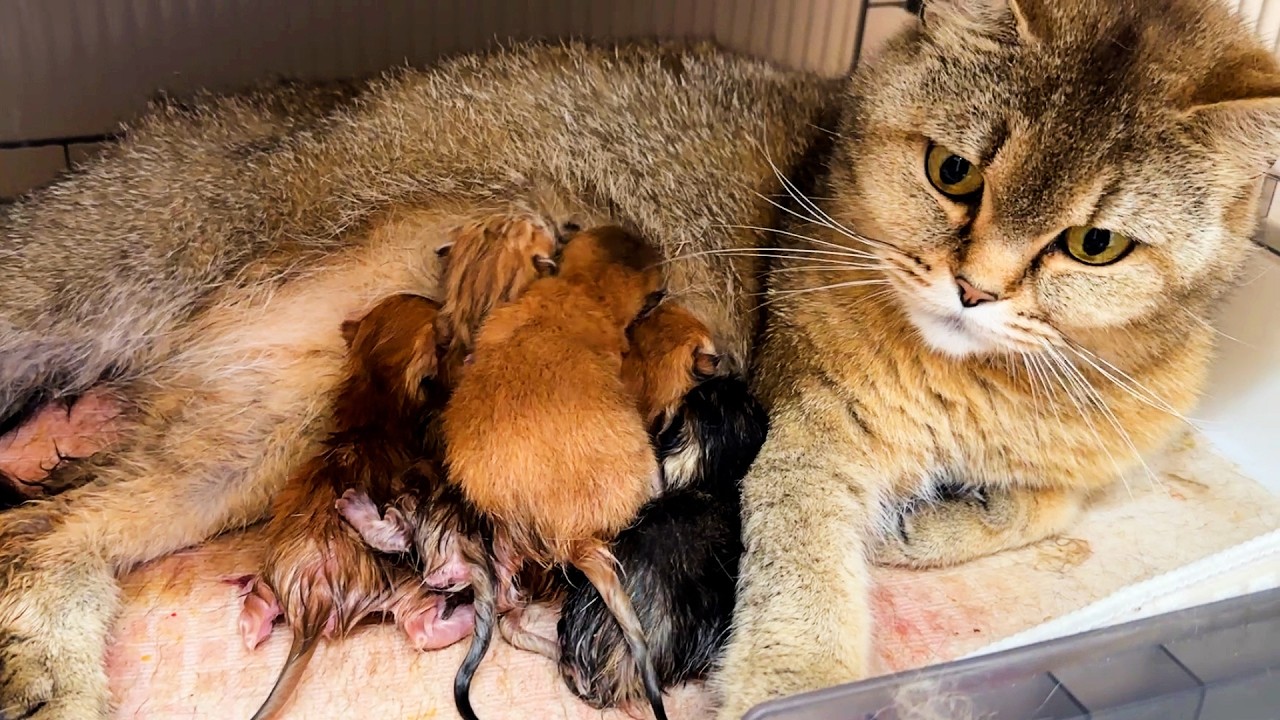 Только родились… и уже дерутся! 😳🐾