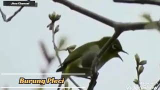 Kicau burung pleci dialam liar|burung dialam liar