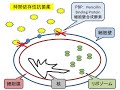 抗菌薬の使い方・肺炎（医師国家試験問題）②