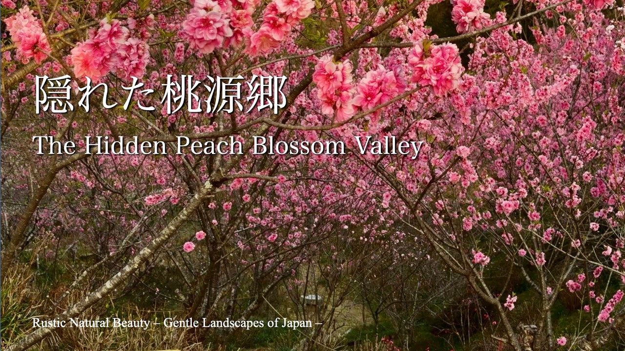 隠れた桃源郷｜The Hidden Peach Blossom Valley｜磐田市 敷地里山公園