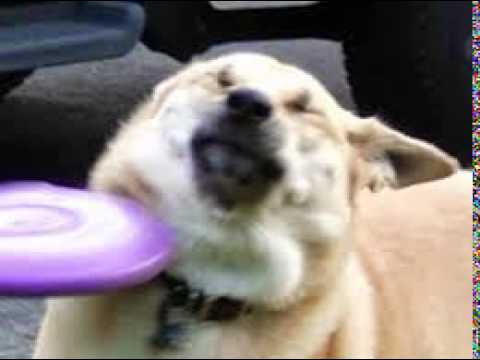 regering Bevæger sig Amerika Dog that got hit in the neck with a frisbee :P | Frisbee Doge | Know Your  Meme