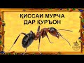 КИСАИ МУРЧА ДАР КУРЪОН (ИБНИ САЪДИ)-  قصه مرچه در قرآن