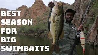 If You're NOT Throwing Big Swimbaits This Time Of Year, You're Missing Out!