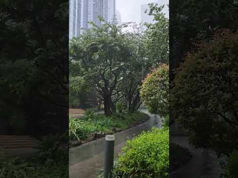 부산 해운대 빗소리 ASMR