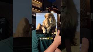 Kenapa singa jadi raja hutan ? Sc JumpersjumpPodcast