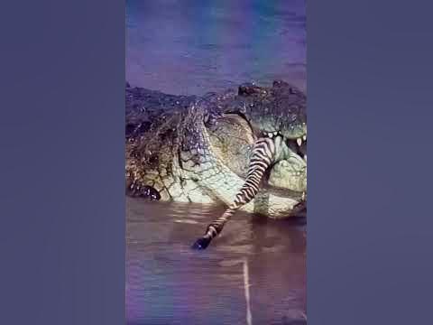 Nile crocodile vs American alligator #crocodile #alligator #animal #