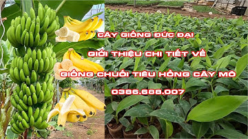 Giống Chuối Tiêu Hồng Cấy Mô F1 - Năng Suất Khủng, Buồng To Đẹp - LH: 0386.688.007