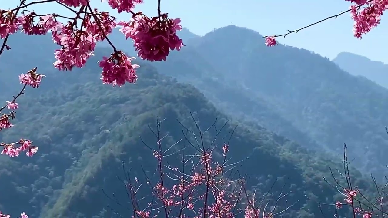 新竹尖石·上帝的部落·司馬庫斯櫻花季｜2000多株的櫻花～八重櫻、日本的昭和櫻綻放迎春，滿山的櫻花與靜謐的原民部落。