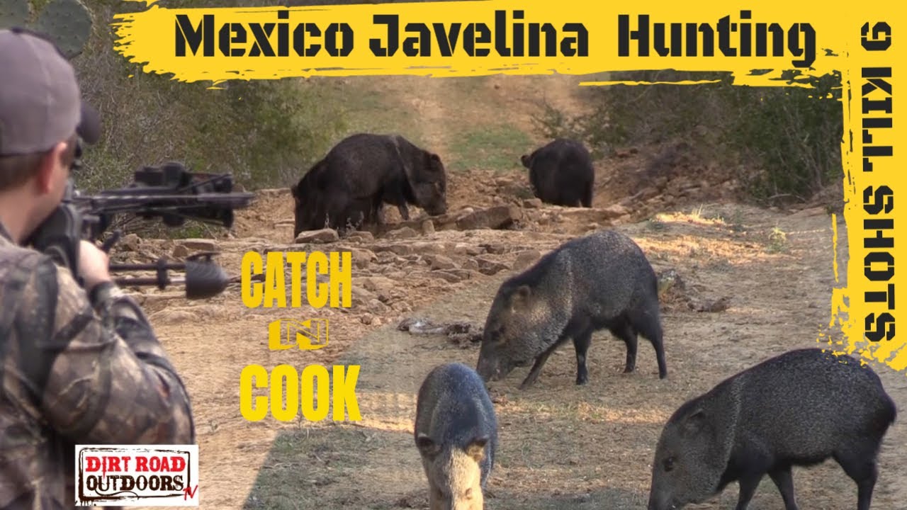 Javelina Hunting(Catch n Cook) 9 KILL SHOTS YouTube
