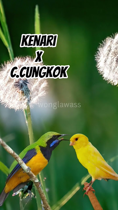 masteran kenari sambung cucak cungkok #birds #galerikenariindonesia #kicaumania #kicaumanianusantara