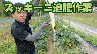 朝の収穫からのズッキーニ追肥作業21/6/3＃1241