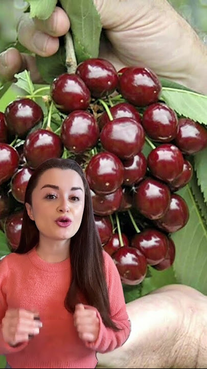 Grow Stella Cherry Trees in Pots 🍒 | Sweet, Self-Pollinating Cherries for Small Spaces! #gardening