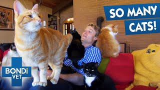 Craziest Cat Lady Has 1,000 Cats | Bondi Vet