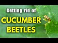 Cucumber Beetles - What is the best way to get rid of them?