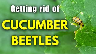 Cucumber Beetles - What is the best way to get rid of them?