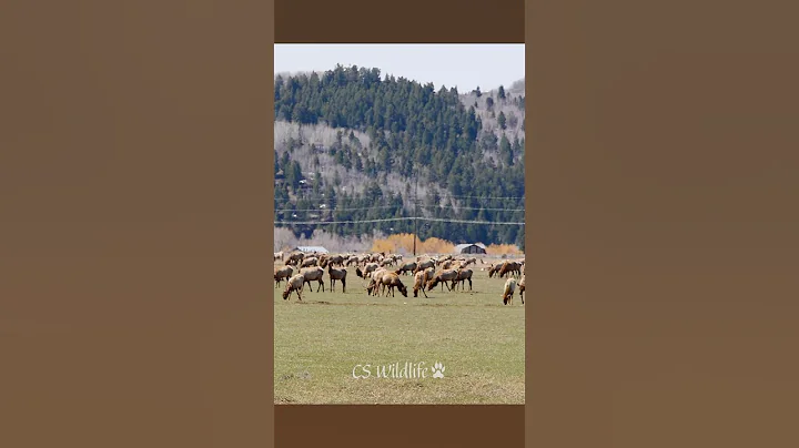 Elk Migration- Jackson Hole, WY  #wildlife #elk #animals