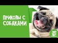 Приколы с собаками и смешные видео про собак с животными и людьми - до слёз смеялся.