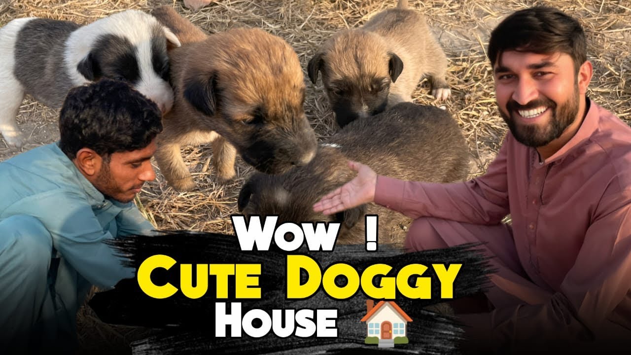 itna Cute Doggy House | Bachy khush hogy 