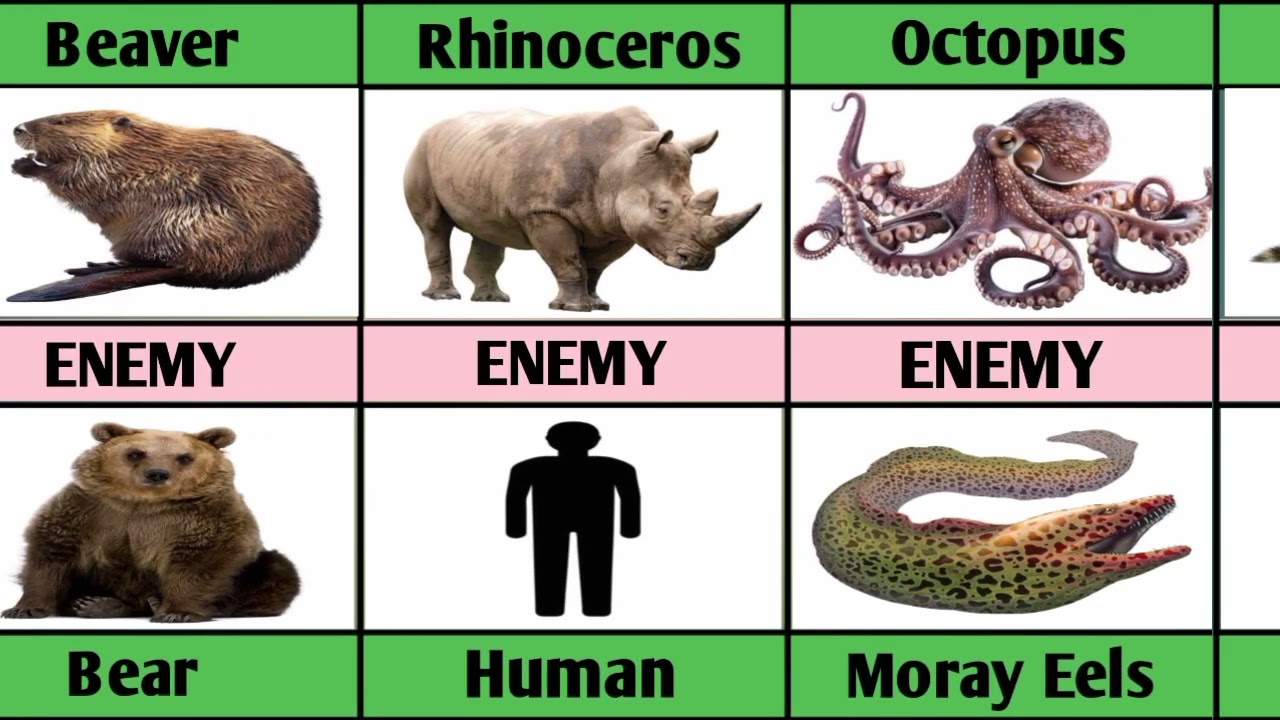 Animals And Their Worst Enemies 🦜🐦🕊️| Nature Facts 