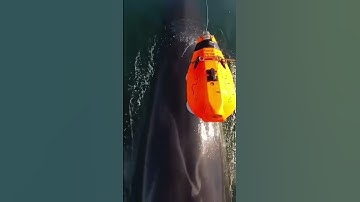 SnotBot Goes Whale Tagging!