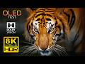 SPECIAL 8K Video | Dolby Vision 8K 60FPS HDR Video (4K/8KTV)