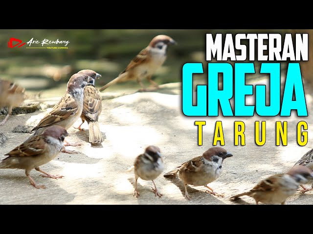 MASTERAN GREJA TARUNG AUDIO BERSIH DAN BERJEDA class=