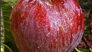 San Pablo red custard apple annona
