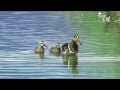 《大自然生趣》 EP04：水田、溪邊、池畔的小客人—彩鷸