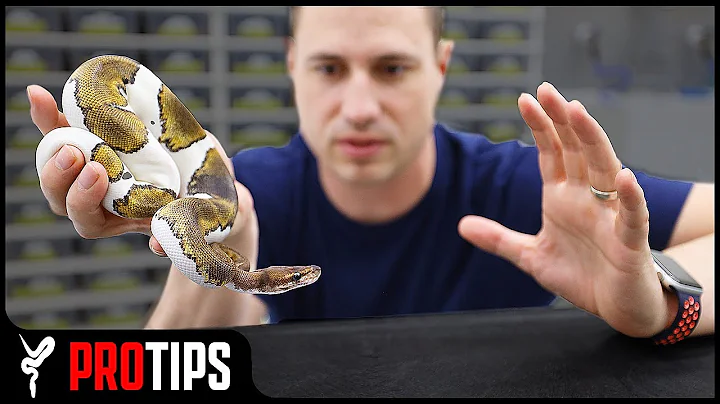 How to Handle an "Aggressive" Ball Python