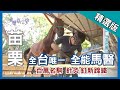 台灣第一等【獸醫身兼釘蹄師 全台唯一全能馬醫】苗栗_精選版