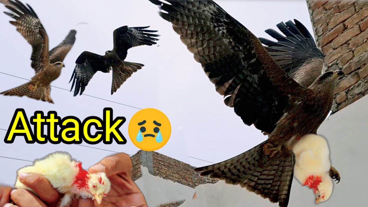 OMG Eagle Attack 🦅🐤 YouTube