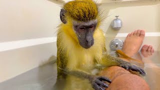 ASMR Monkey Primal Stimulation Grooming Relaxing