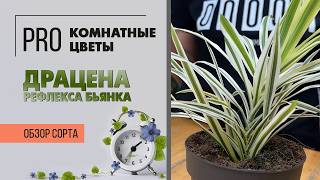 Драцена Рефлекса Бьянка. Обзор сорта. Драцена отогнутая с белоснежными листьями.