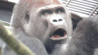 A manly boss gorilla and a cute little gorilla funny video 😆😆😆 Animal Families 2024