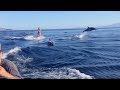 Водные лыжи с дельфинами ! Exclusive 2018 !