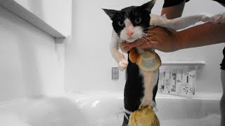 猫がお風呂で・・・猫水着コレクション2017~  Cat's Swimwear Fashion ~ by inthelife 9,638 views 6 years ago 1 minute, 49 seconds
