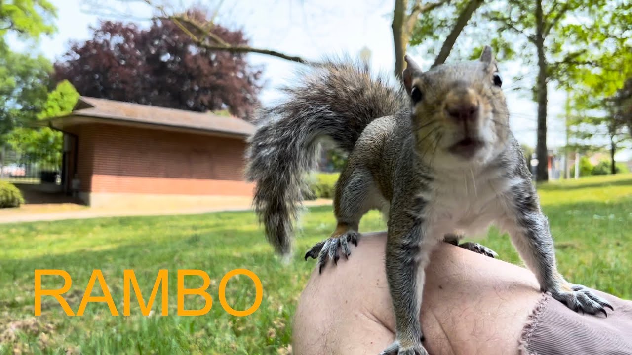 Squirrel Rambo Squirrel: RAMBO Wednesday - Tacoma Washington 20230517 - YouTube