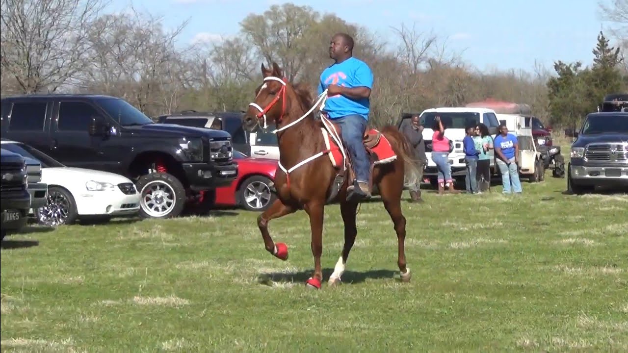 Unloading Tennessee Walking Horses at Trail Ride in Tollette