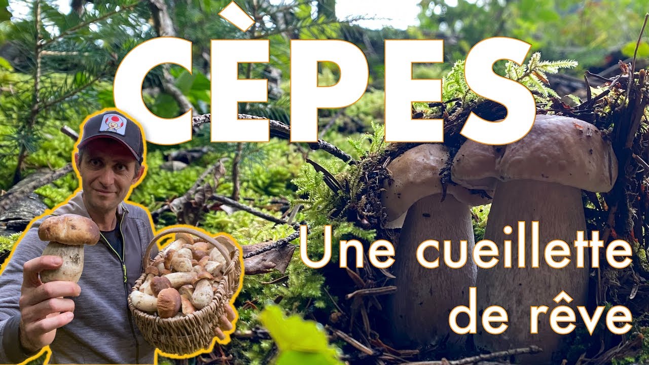 CÈPES -  UNE CUEILLETTE DE RÊVE + mes conseils
